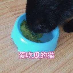 猫猫吃瓜视频合集  第1张
